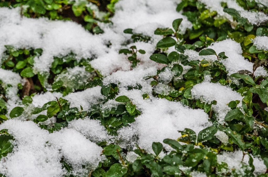 雪景 风光 风景 雪 2022年第一场雪 自然 风光 植物 旅行
