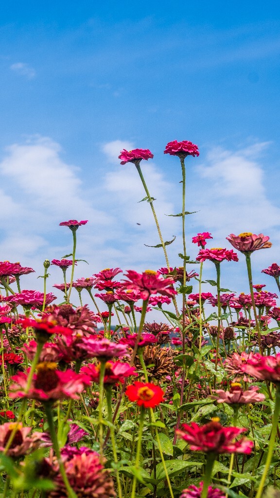 百日菊 百日草 步步高 火球花 对叶菊 秋罗 步步登高 不等高 植物 摄影 风光 自然 蓝天白云
