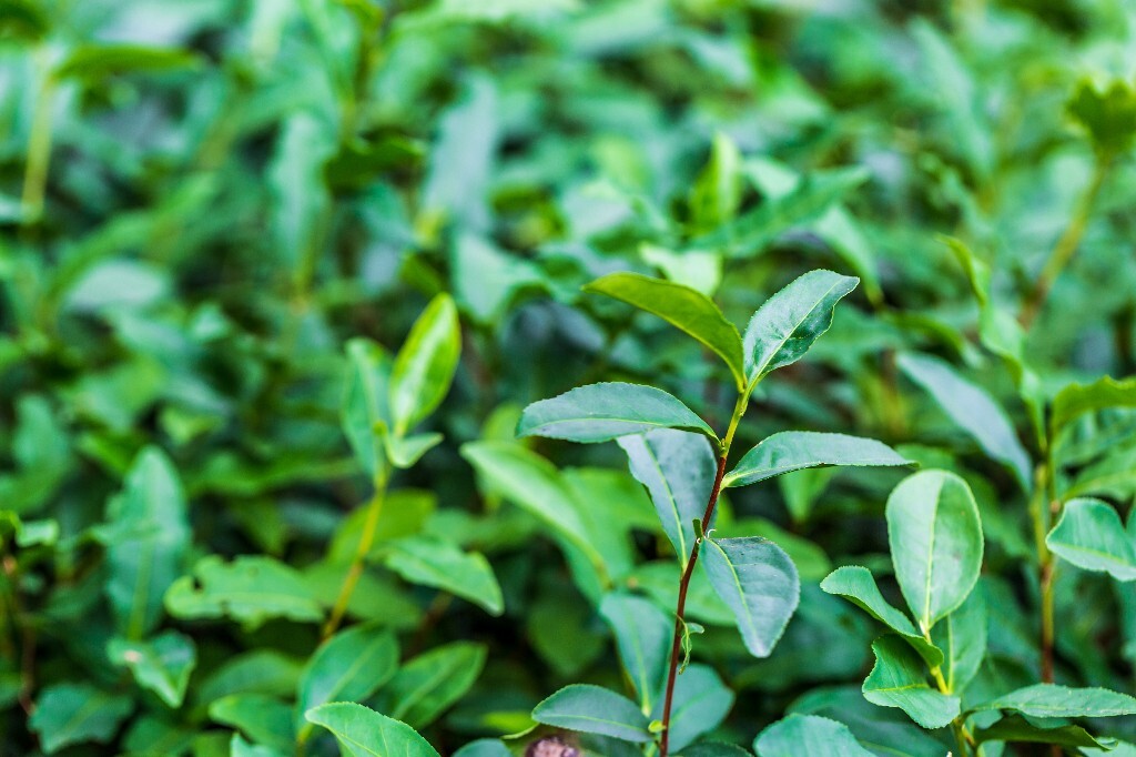 植物 风光 摄影 茶园风光 龙井茶园 旅行 自然 风光 采茶人