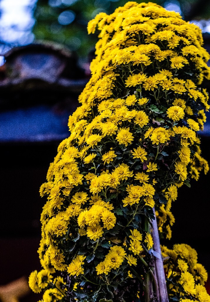 菊花 寿客 金英 黄华 秋菊 陶菊 日精 女华 延年 隐逸花 家菊 花儿 盛开的菊花