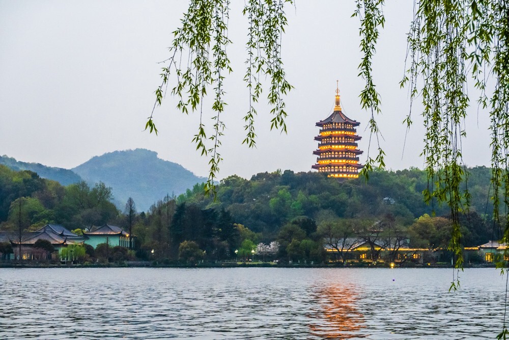 柳树 风光 摄影 自然 旅行 西湖风光 西湖柳树 柳叶 叶子 植物