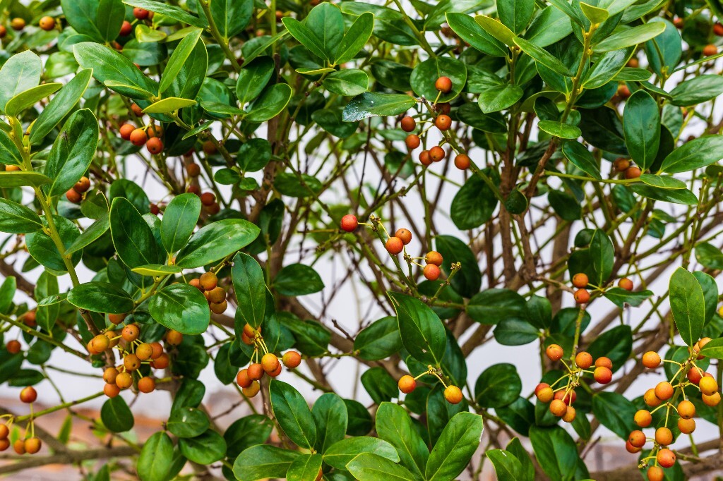 叶子 植物 花草 摄影 风光 自然 自然风光 色彩 春天 色彩 果实