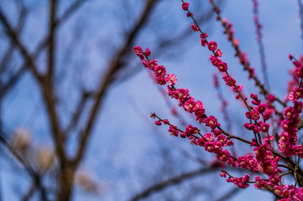 梅花 红色的梅花 梅 图片 摄影 风光 花卉 花朵 旅游 花