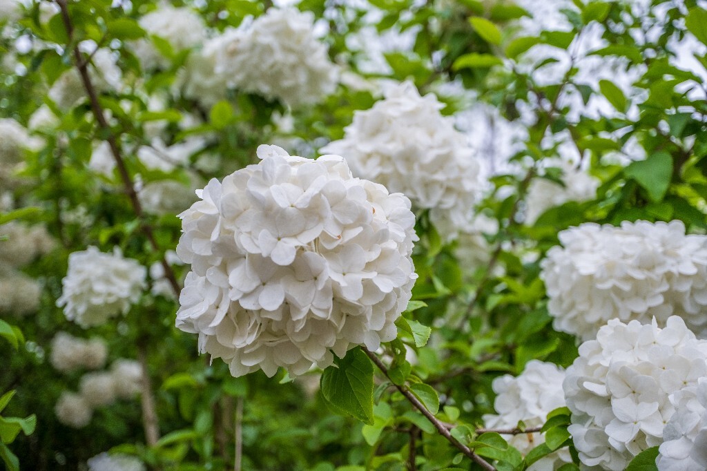 八仙花 紫阳花 七变花 洋绣球 粉团花 绣球花 植物 摄影 风光 自然 微距 花