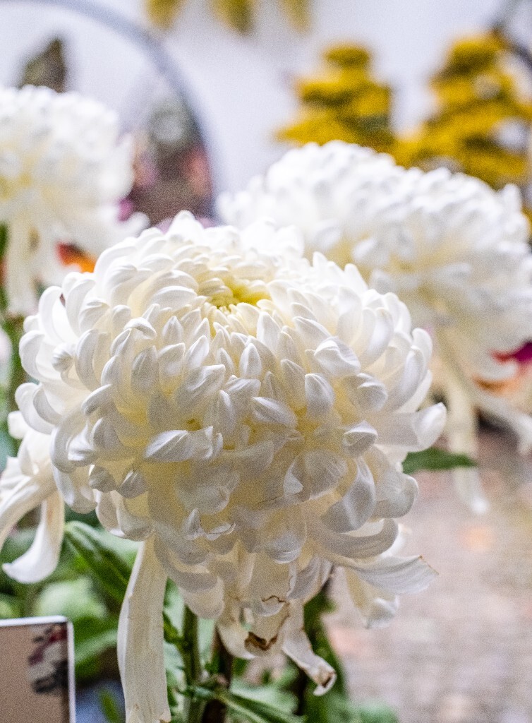 菊花 寿客 金英 黄华 秋菊 陶菊 日精 女华 延年 隐逸花 家菊 花儿 盛开的菊花