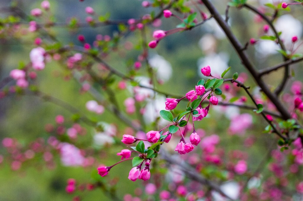海棠 海棠花 花朵 花儿 摄影