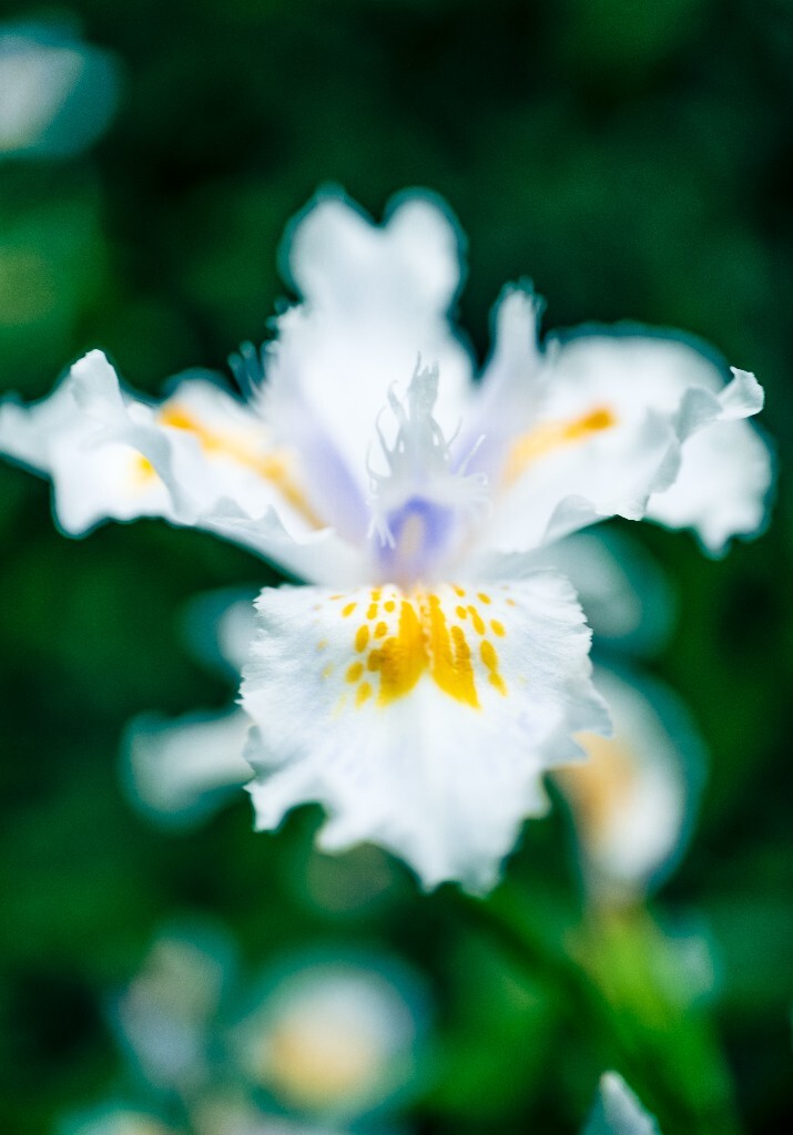 蝴蝶花 日本鸢尾 兰花草 扁担叶  植物 风光 花朵 花儿