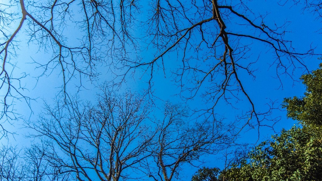 风光 旅行 摄影 蓝天白云 自然 风光 植物 树木 树枝 建筑