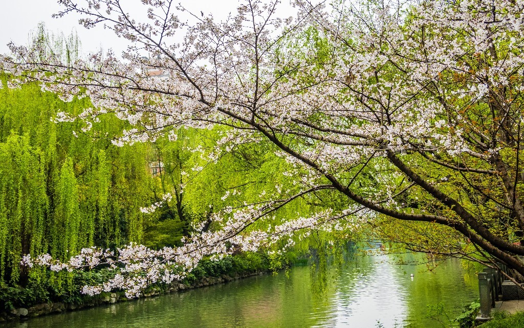 柳树 风光 摄影 小河 河水 自然 风光 自然风光