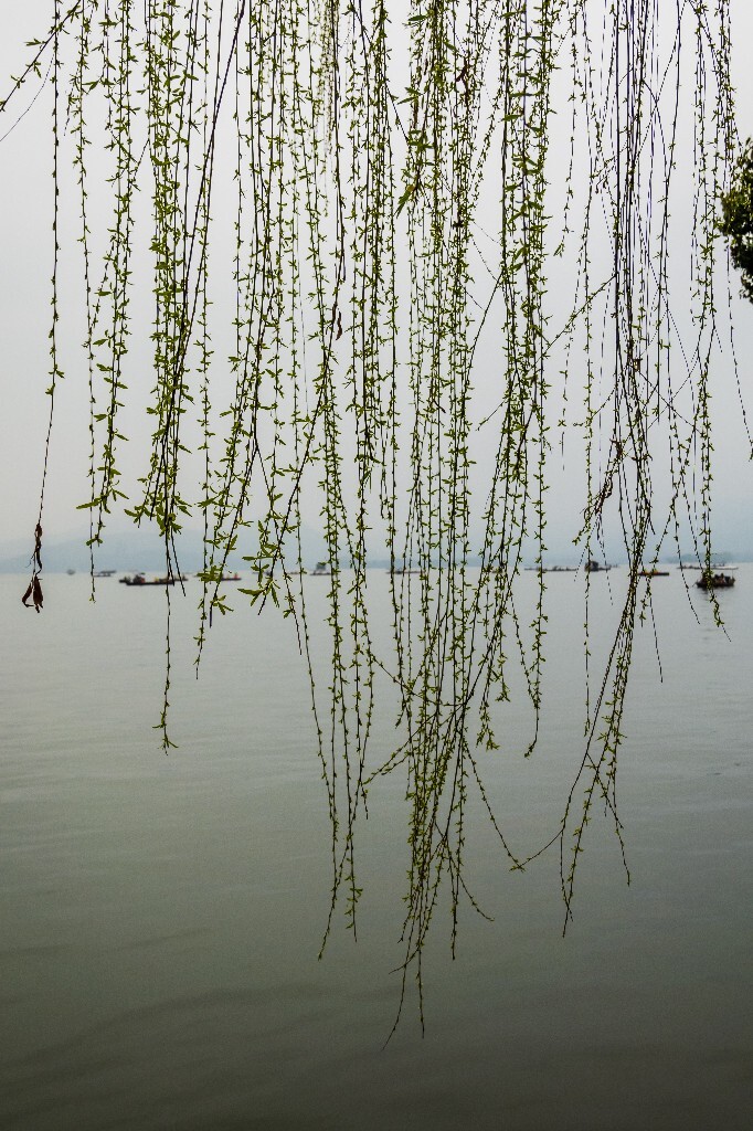风光 西湖 柳树 叶子 植物