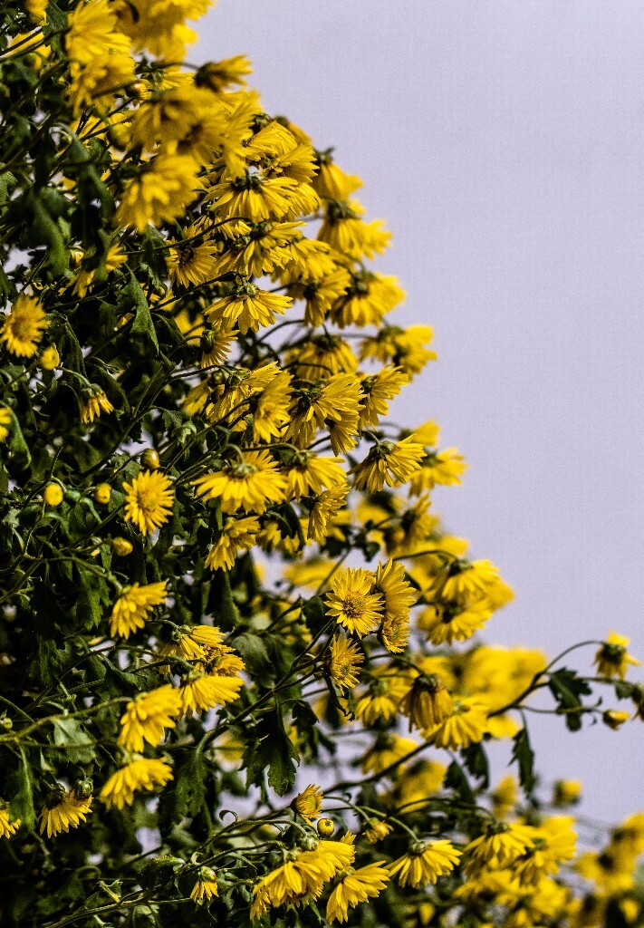 菊花 寿客 金英 黄华 秋菊 陶菊 日精 女华 延年 隐逸花 家菊 花儿 盛开的菊花