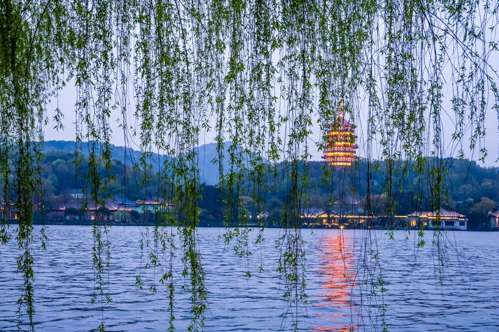 柳树 风光 西湖风光 摄影 旅行 自然 植物 树 叶子 雷峰塔 西湖 西湖柳树