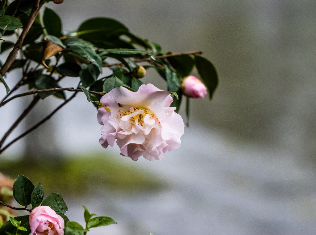 粉色山茶花 薮春 山椿 耐冬 晚山茶 茶花 洋茶 山茶花