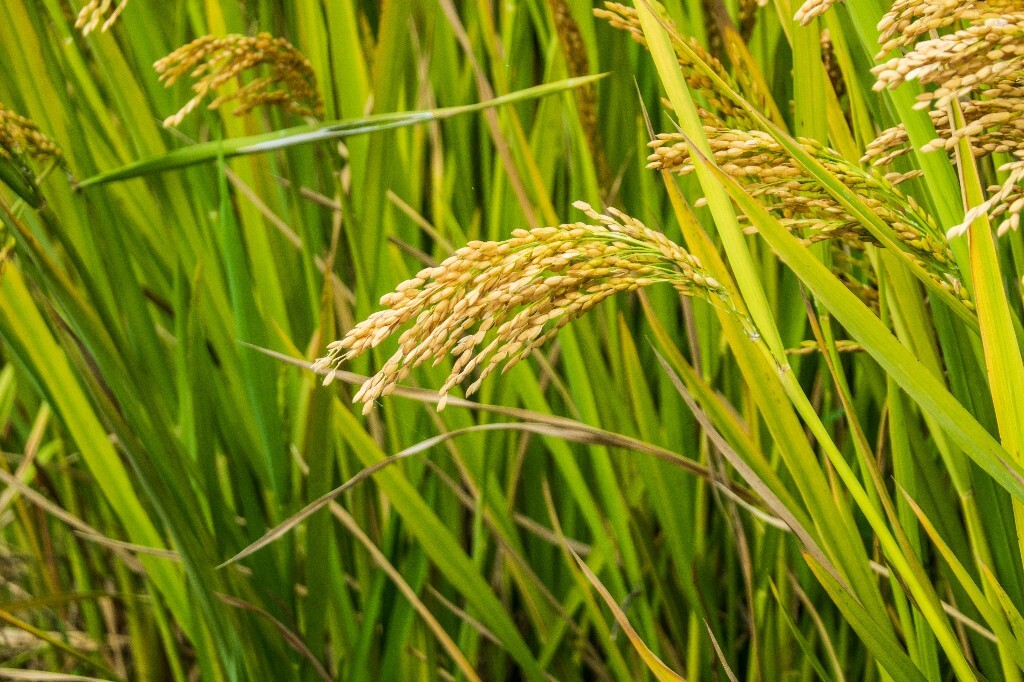 植物 风光 稻田 植物 金黄色的稻田 稻子 水稻 丰收 喜悦