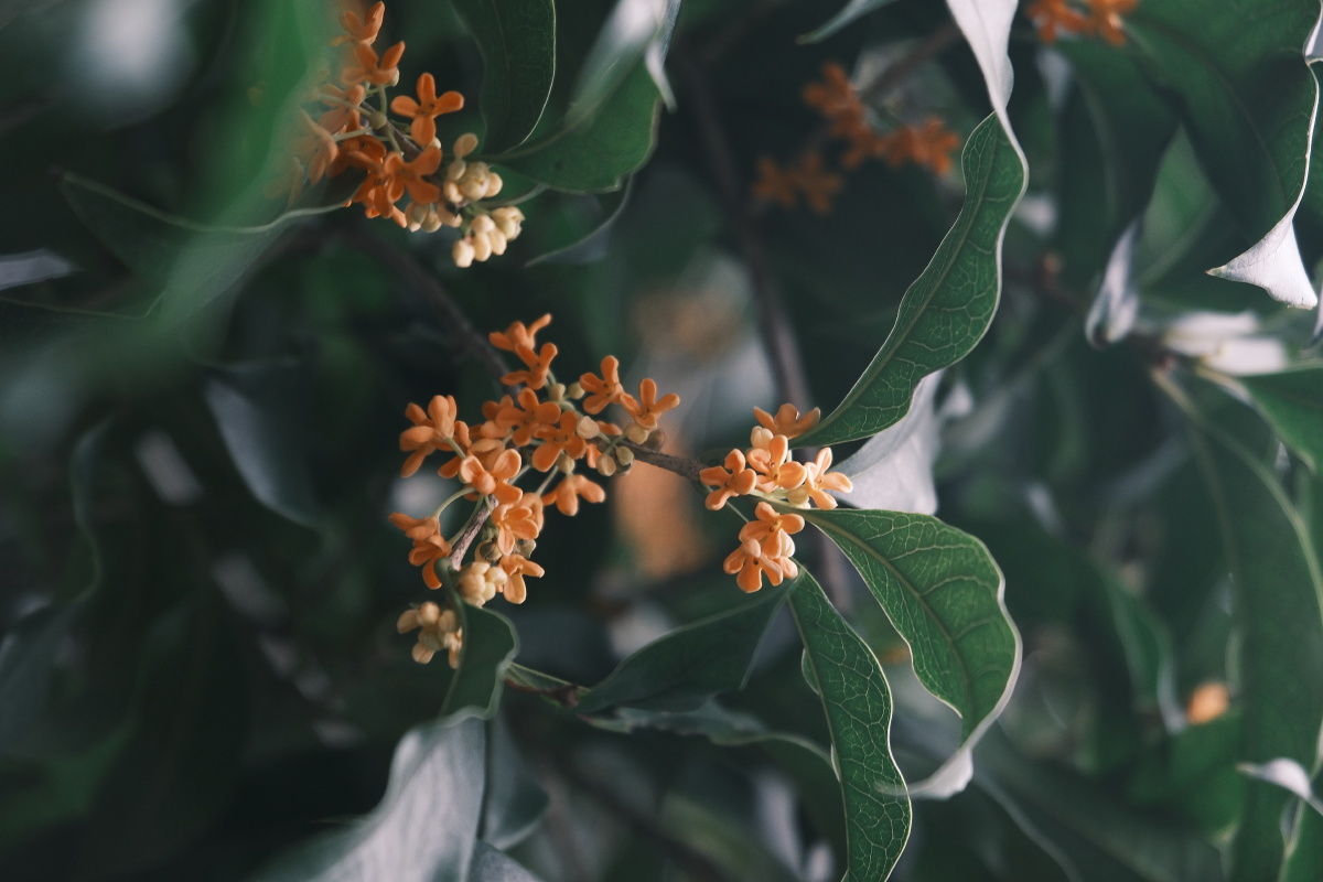 桂花 富士直出 风光 花朵花卉 风光摄影  桂花摄影 满觉陇