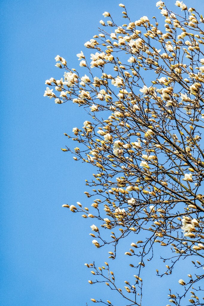 玉兰 白玉兰 木兰 玉兰花 望春 应春花 玉堂春  植物 摄影 风光 自然 微距