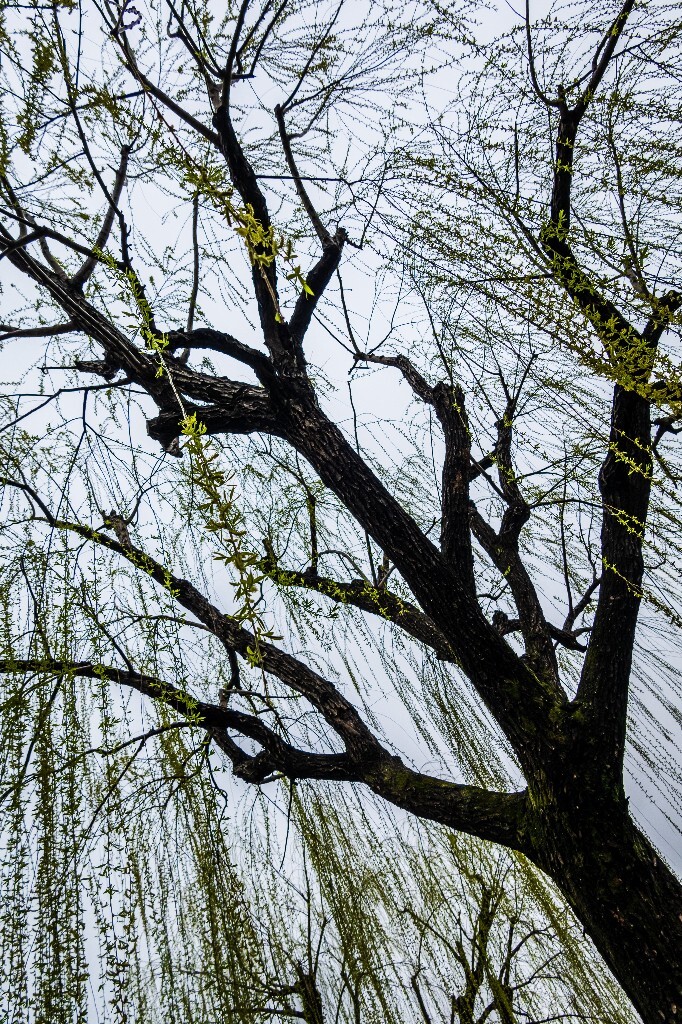 柳树 西湖柳树 风光 摄影 自然 西湖风光 植物 旅行