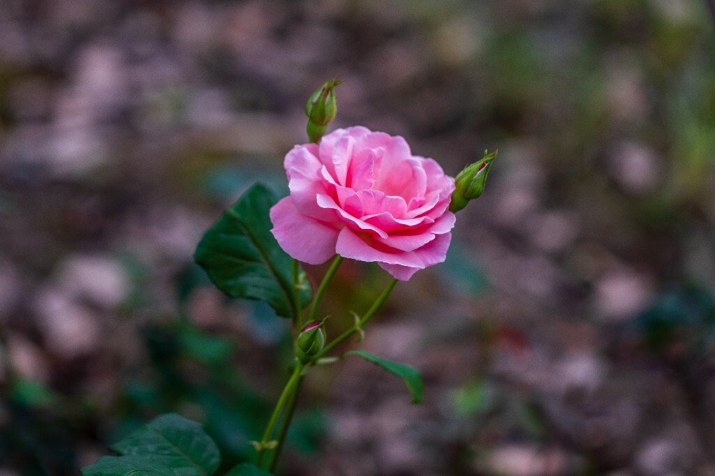 月季花 花中皇后 月月红 月月花 长春花 四季花 胜春 摄影 风光 植物 花朵 花儿