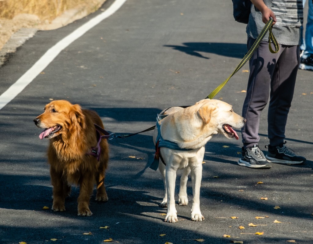 拉布拉多 狗狗 摄影 宠物摄影 汪星人 土狗 田园犬