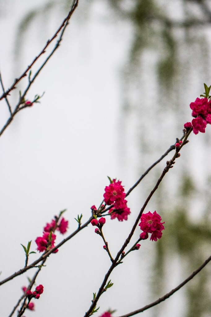 桃花 西湖桃花 西湖风光 自然 色彩 春天 西湖之春 花朵 花儿 桃红柳绿
