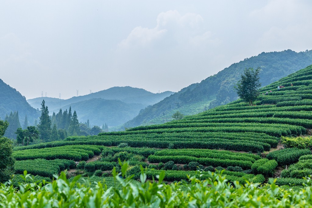 植物 风光 摄影 茶园风光 龙井茶园 旅行 自然 风光 采茶人