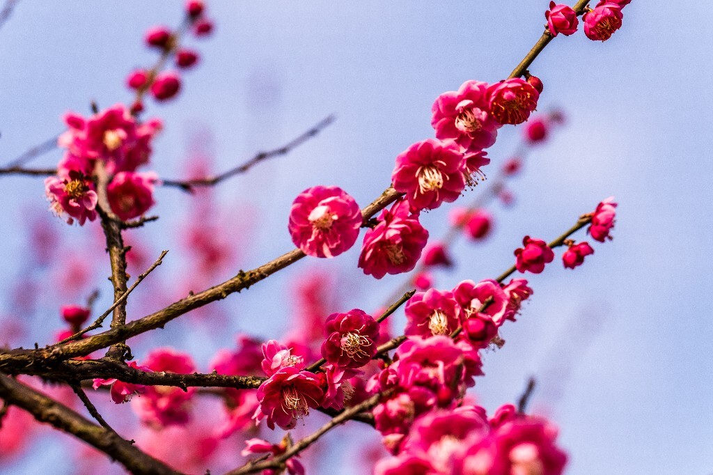 梅花 红色的梅花 梅 图片 摄影 风光 花卉 花朵 旅游 花