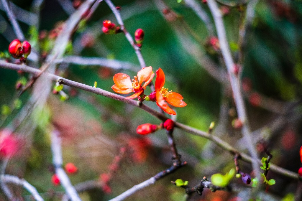 花草 花卉  海棠花  图片 摄影 风光  花朵 花儿