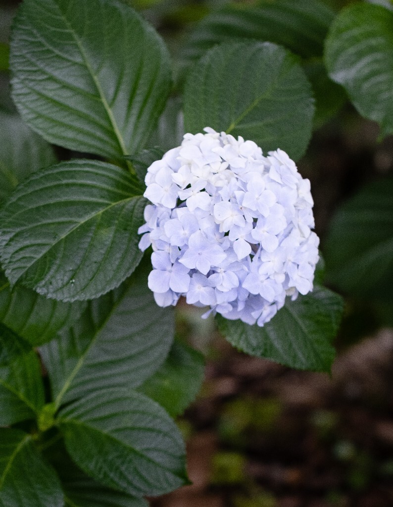 八仙花 粉团花 草绣球 紫绣球 紫阳花  绣球 绣球花 摄影 植物 花朵 花儿