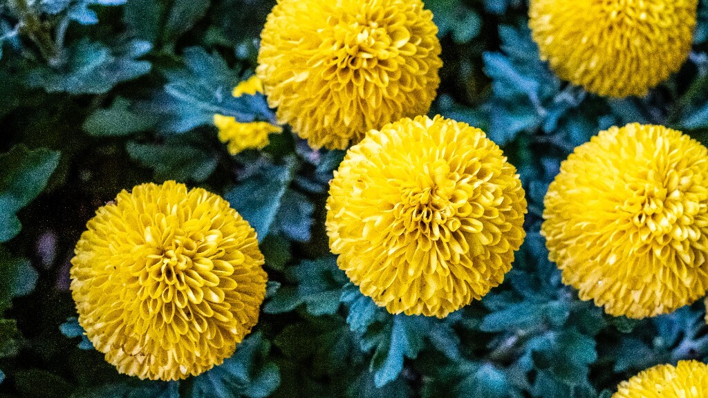 菊花 寿客 金英 黄华 秋菊 陶菊 日精 女华 延年 隐逸花 家菊 花儿 盛开的菊花