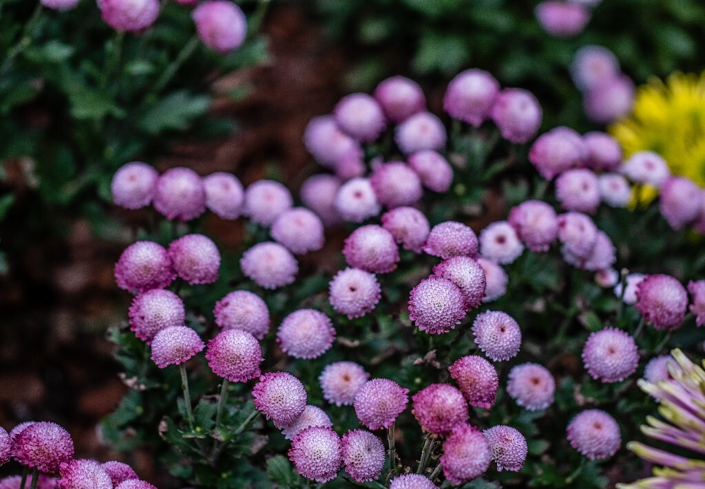 菊花 寿客 金英 黄华 秋菊 陶菊 日精 女华 延年 隐逸花 家菊 花儿 盛开的菊花