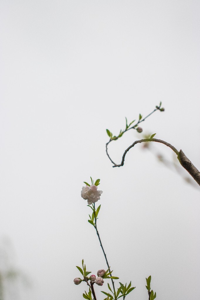 桃花 西湖桃花 西湖风光 自然 色彩 春天 西湖之春 花朵 花儿 桃红柳绿