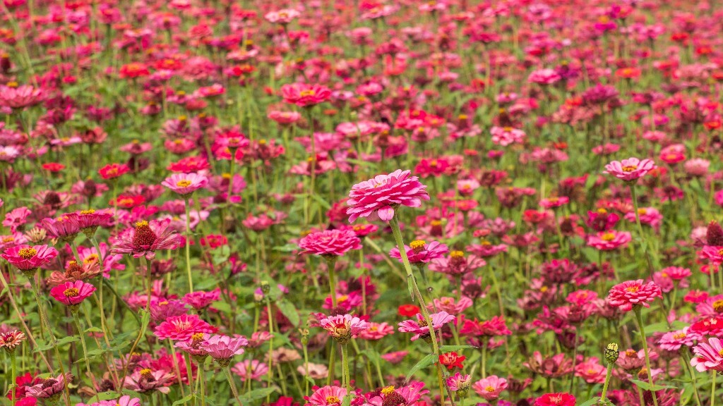百日草 步步高 火球花 对叶菊 秋罗 步步登高 不等高 百日菊 植物 花朵 花儿 旅行
