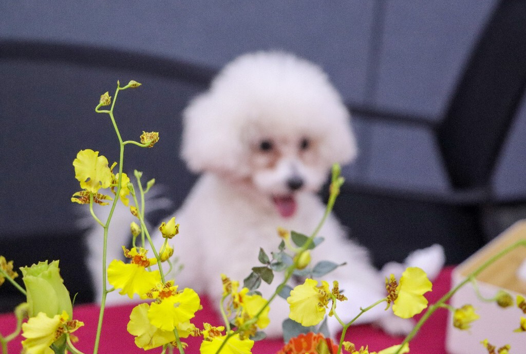 巴比熊犬 比熊犬 卷毛比熊犬 比熊 小狗 狗狗 宠物 狗
