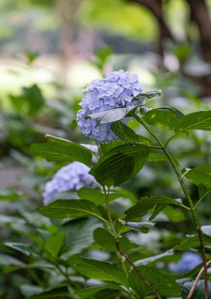 八仙花 粉团花 草绣球 紫绣球 紫阳花  绣球 绣球花 摄影 植物 花朵 花儿