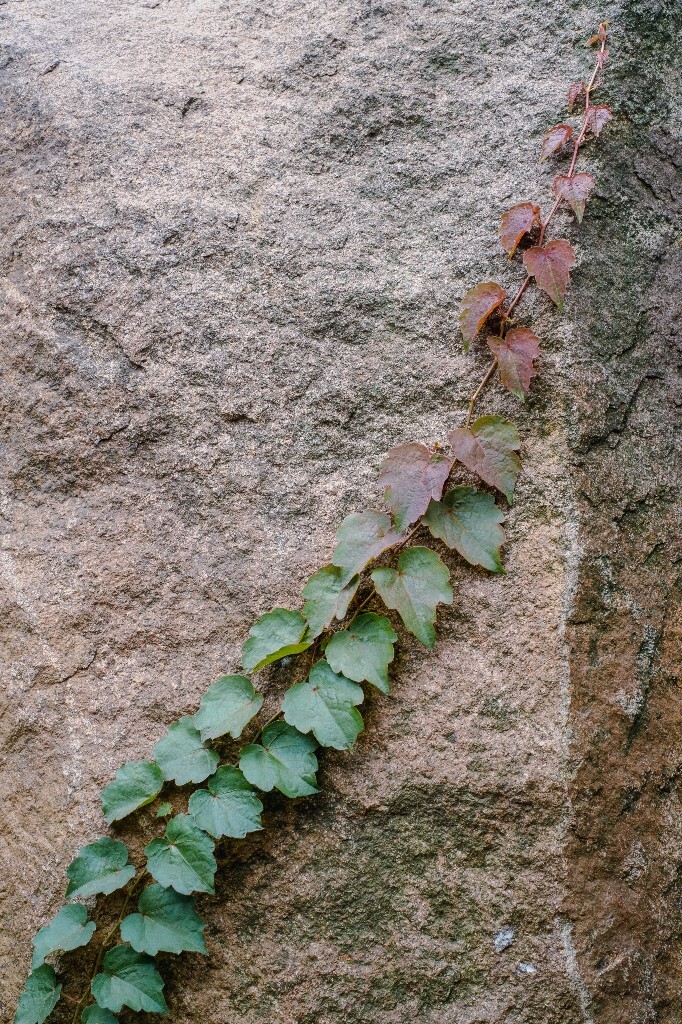 地锦 爬墙虎 爬山虎 土鼓藤 红葡萄藤 植物 蚂蚁草 摄影 风光