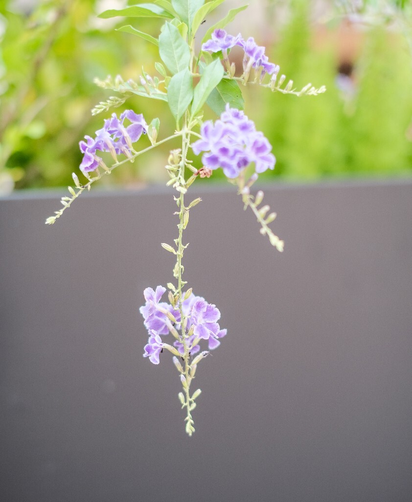 番仔刺 篱笆树 洋刺 花墙刺 桐青 白解 假连翘  花朵 花草 摄影 花儿 