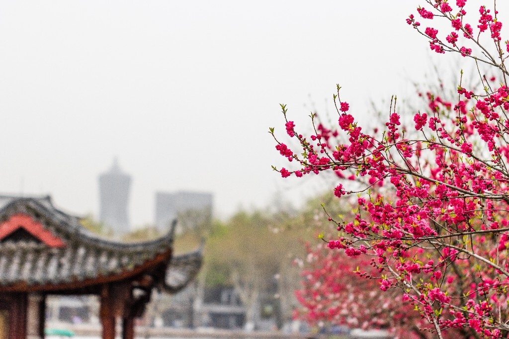 西湖桃花  西湖风光 自然  环境  桃花 西湖之春  自然 风光 花朵 花儿 