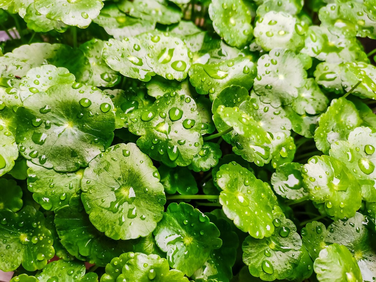 铜钱草 摄影 特写 雨中的铜钱草 铜钱草 南美天胡荽 钱币草 圆币草 盾叶天胡荽 金钱莲