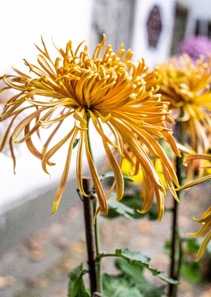 菊花 寿客 金英 黄华 秋菊 陶菊 日精 女华 延年 隐逸花 家菊 花儿 盛开的菊花