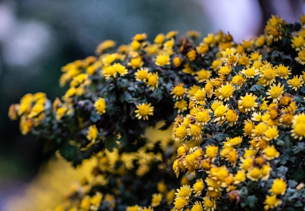 菊花 寿客 金英 黄华 秋菊 陶菊 日精 女华 延年 隐逸花 家菊 花儿 盛开的菊花