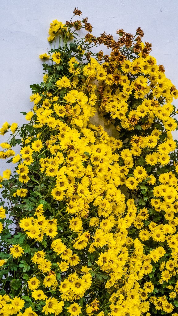菊花 寿客 金英 黄华 秋菊 陶菊 日精 女华 延年 隐逸花 家菊 花儿 盛开的菊花