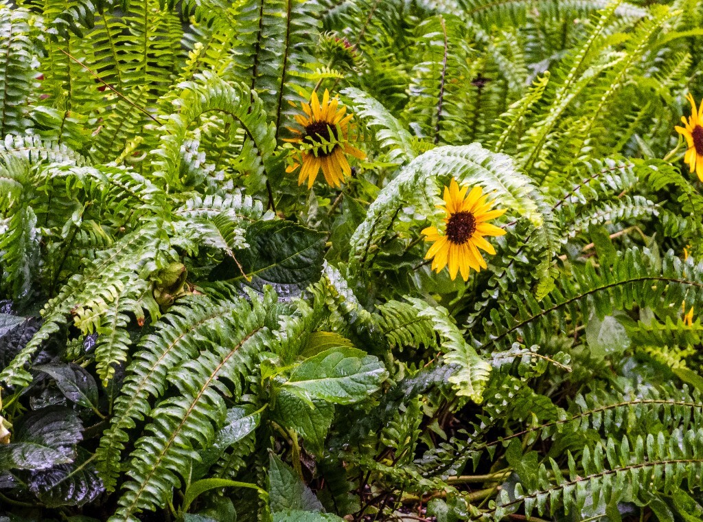 葵花 向阳花 望日葵 朝阳花 转日莲 太阳花 图片 摄影 花草