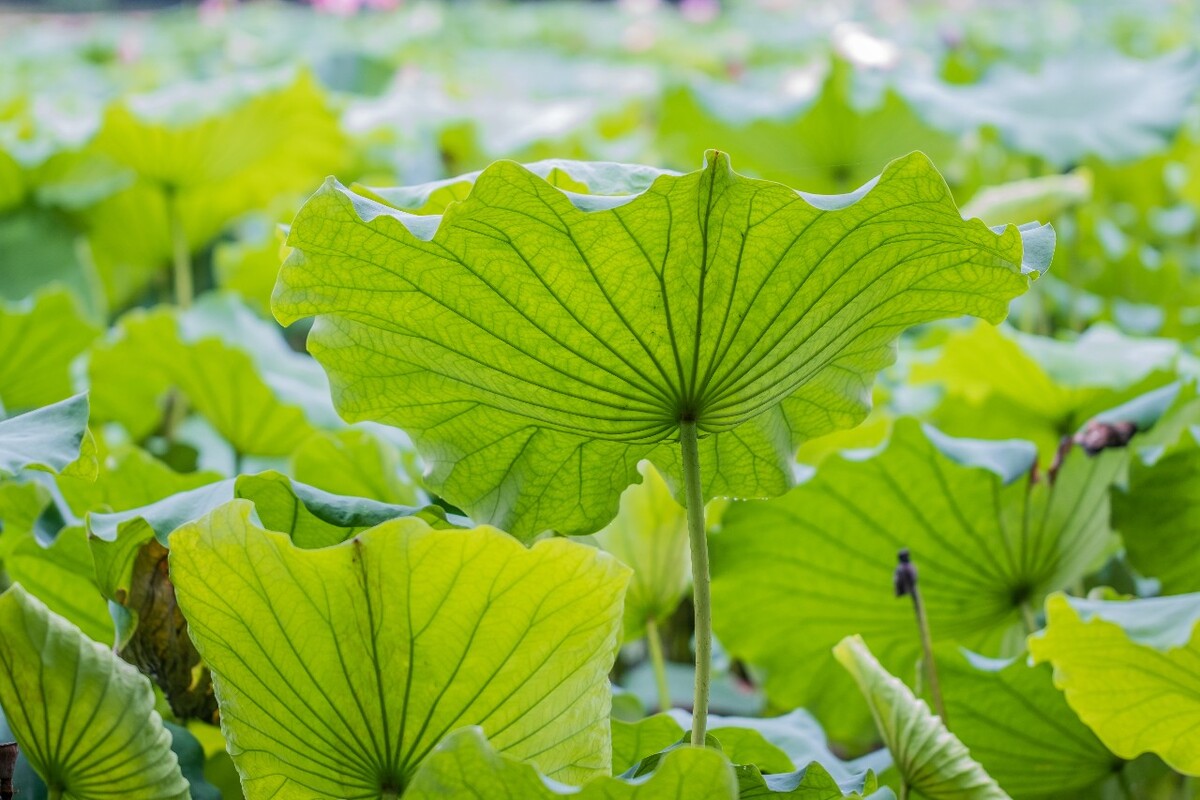 荷叶 荷塘 荷 植物 叶子 莲花 水芙蓉 莲花 水芙蓉 藕花 芙蕖 水芝 水华 泽芝 中国莲 摄影 特写 自然 风光