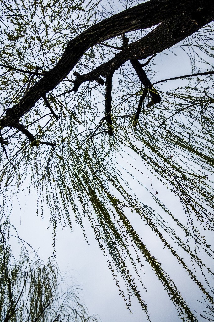 柳树 西湖柳树 风光 摄影 自然 西湖风光 植物 旅行