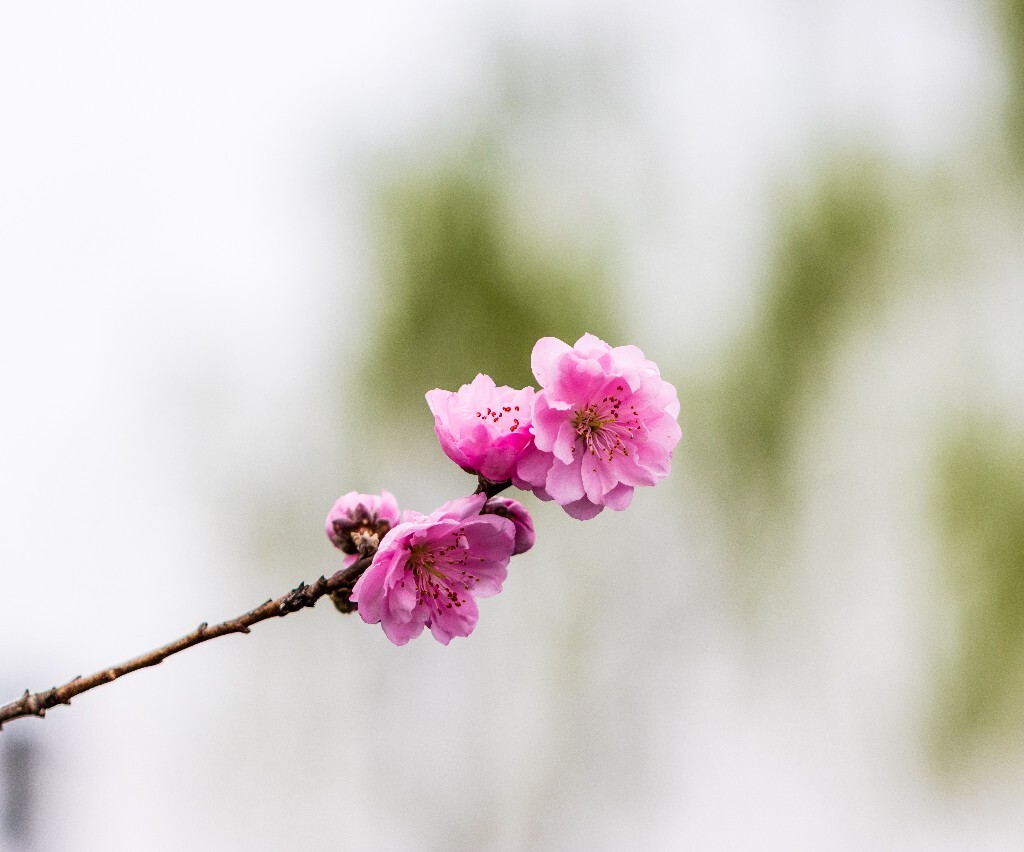 西湖桃花 桃花 自然 微距 风光 色彩 西湖之春 春天 桃红柳绿 西湖三月天