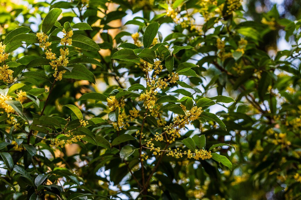 木犀 岩桂 木犀 九里香 桂花 植物 花朵 花儿  摄影 风光  金桂 银桂 丹桂