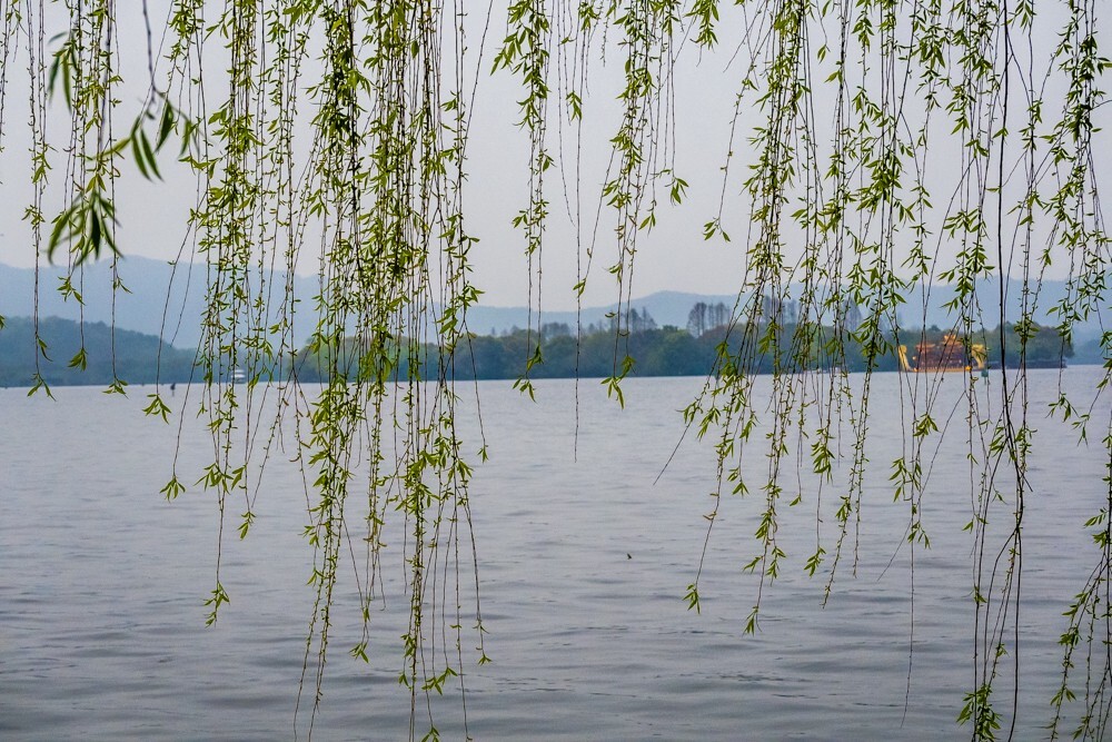 柳树 风光 摄影 自然 旅行 西湖风光 西湖柳树 柳叶 叶子 植物