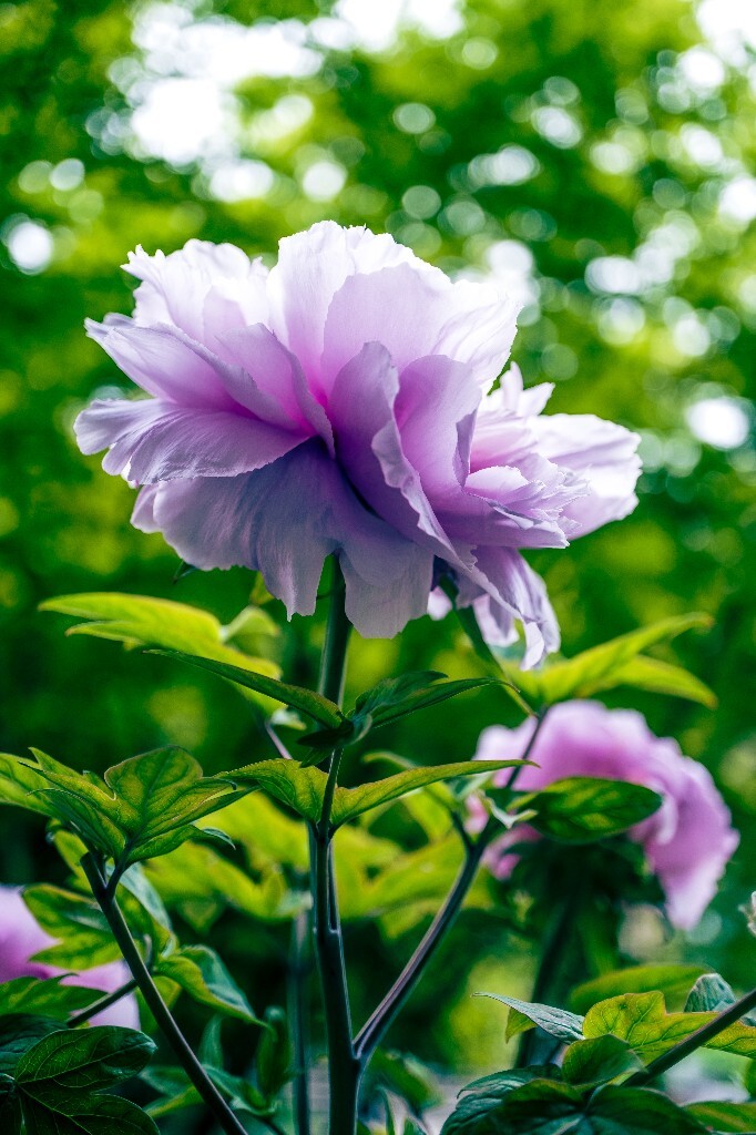 鼠姑 鹿韭 白茸 木芍药 百雨金 洛阳花 富贵花 牡丹 植物 花朵 花儿 牡丹花 含苞待放