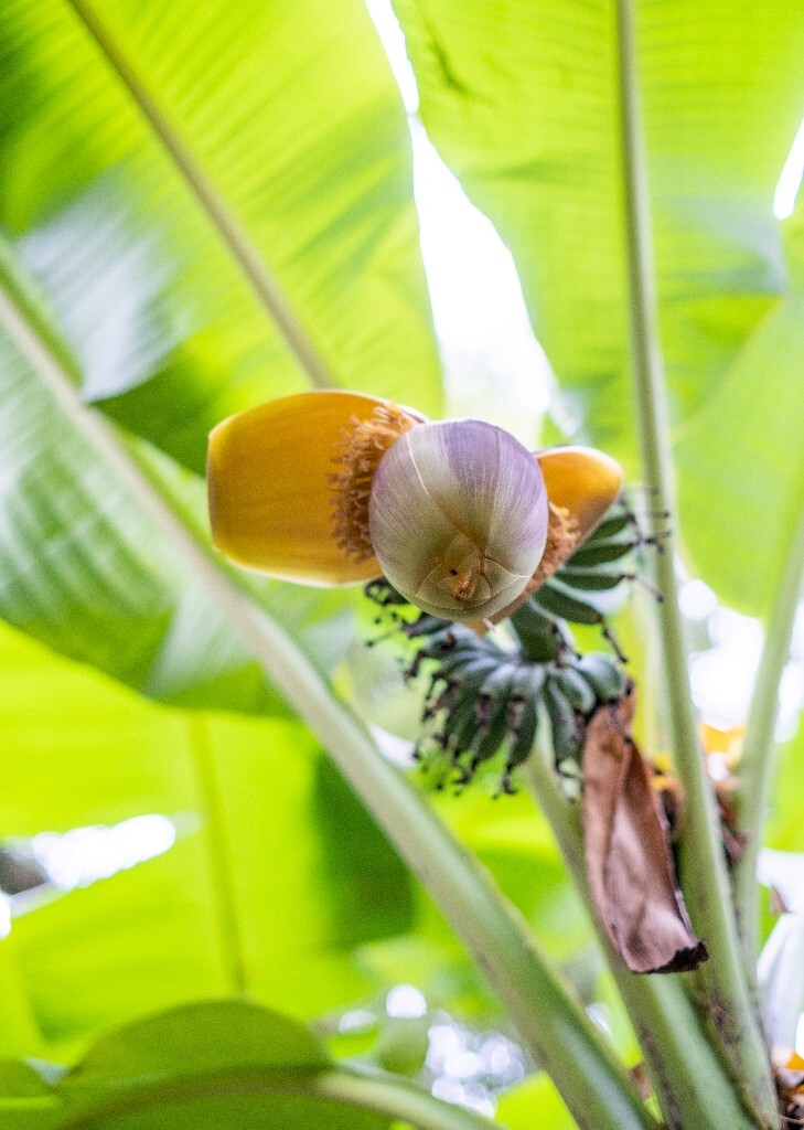 芭蕉 芭苴 板焦 板蕉 大芭蕉头 大头芭蕉 摄影 植物