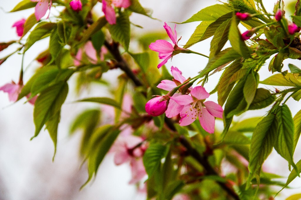 樱花 植物 花朵 风光 摄影  花儿  
